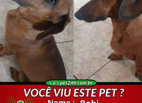 s.o.s-pet-24h-Bobi