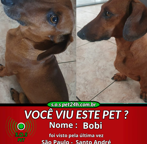 s.o.s-pet-24h-Bobi